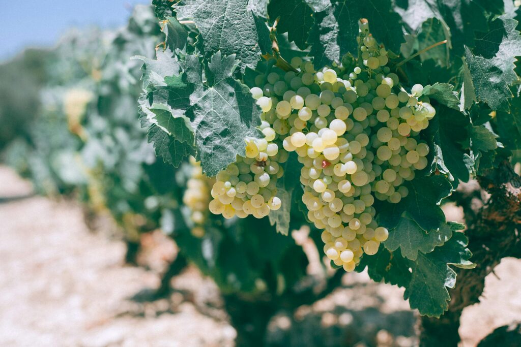 Fresh green ripe bunches of grapes hanging on shrub in vineyard on sunny summer day