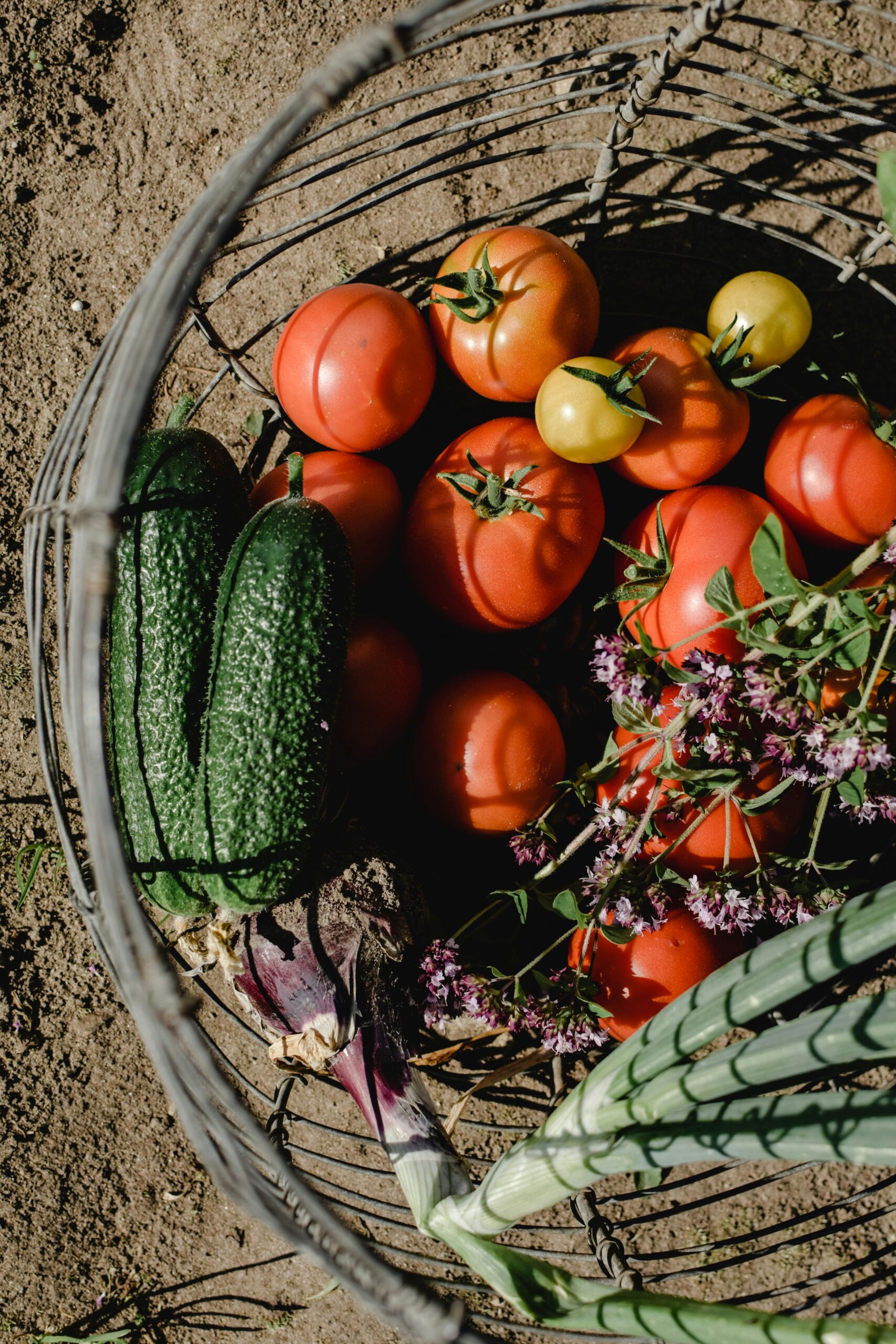 Top view of organic vegetables in a metal basket on soil, featuring tomatoes, cucumbers, and herbs.