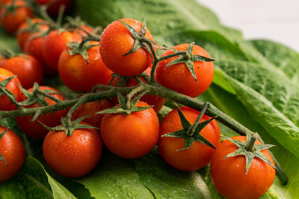 Close-up of ripe cherry tomatoes with dewdrops on fresh green leaves.